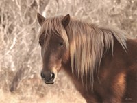 Assateague Horse Fine Art Print