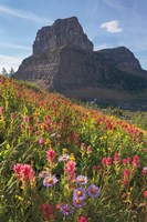 Boulder Pass Wildflowers Fine Art Print