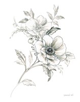 Sketchbook Garden VII BW Fine Art Print