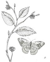 Outdoor Beauties Butterfly I Fine Art Print