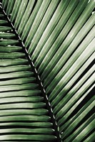 Palm Frond I Green Fine Art Print