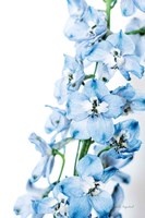 Freshly Picked Delphinium III Fine Art Print