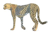 Wild and Free VII Fine Art Print