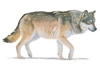 Northern Wild II Framed Print