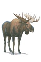 Northern Wild VI Fine Art Print