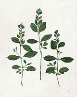 Botanical Study IV Greenery Framed Print