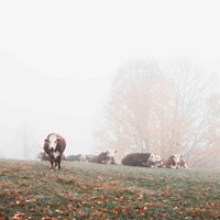 Misty Pasture Fine Art Print