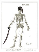 Dandy Bones Pirate Fine Art Print