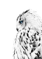 White Owl Fine Art Print
