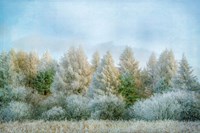 Winter Wonderland Fine Art Print