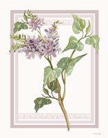 Lilacs V Fine Art Print