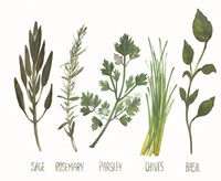 Watercolor Herbs Fine Art Print