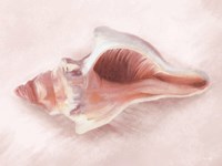 Conch Shell Blush II Framed Print