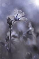 Blue & White Flowers I Fine Art Print