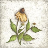 Bloomin' Coneflowers Framed Print