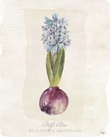 Hyacinthus Orientalis I Fine Art Print