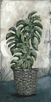 Boho Monstera Fine Art Print