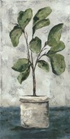 Fiddle Leaf Fig Fine Art Print