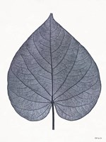 Indigo Nature Study I Framed Print