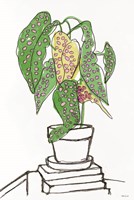 House Plant Study II Fine Art Print
