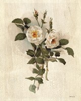 White Roses Fine Art Print