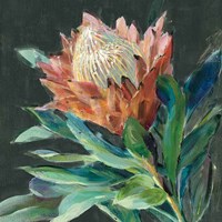 Deep Protea Crop Fine Art Print