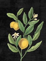 Classic Citrus V Black No Words Framed Print