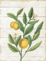 Classic Citrus V Shiplap Framed Print