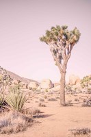 Joshua Tree III Blush Fine Art Print