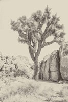 Joshua Tree IV Neutral Framed Print