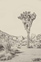 Joshua Tree III Neutral Fine Art Print