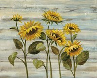 Cottage Sunflowers Fine Art Print