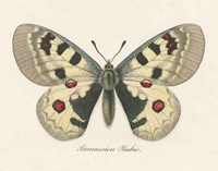 Natures Butterfly III Fine Art Print