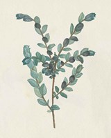 Victorian Garden Greenery II Framed Print