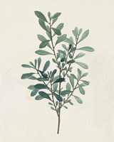 Victorian Garden Greenery I Framed Print