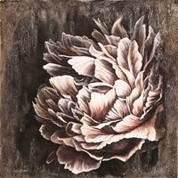 Pale Peony Fine Art Print