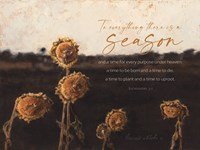 Sunflower Season Fine Art Print