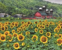 Sunflower Farm Fine Art Print