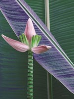 Banana Flower Fine Art Print
