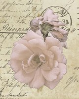 Wishing You Well II Fine Art Print