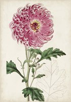 Garden Gems I Fine Art Print