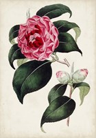 Garden Gems II Fine Art Print