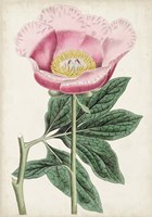 Garden Gems III Fine Art Print