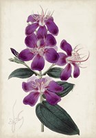 Garden Gems IV Fine Art Print