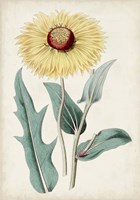 Garden Gems VIII Fine Art Print