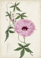 Garden Gems IX Fine Art Print