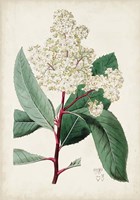 Garden Gems X Fine Art Print