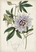 Garden Gems XI Fine Art Print