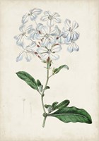 Garden Gems XII Fine Art Print