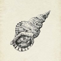 Seashell Pencil Sketch I Fine Art Print